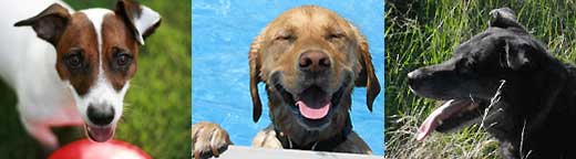 Grateful Dog Daycare dogs photos