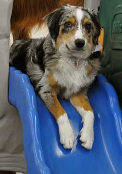 Collie enjoying the dog slide