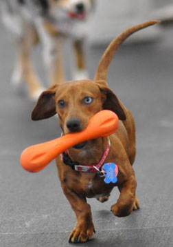 dachshund playing with dog toy