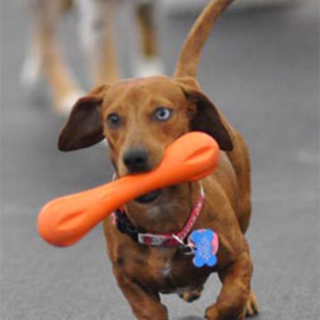 Grateful Dog Daycare