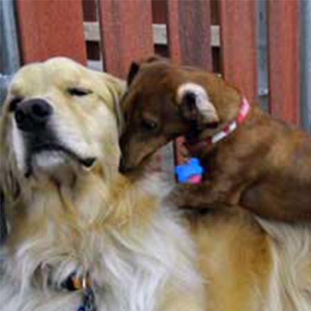 Grateful Dog Daycare