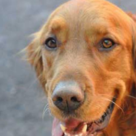 Grateful Dog Daycare