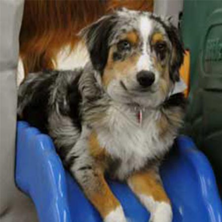 Grateful Dog Daycare