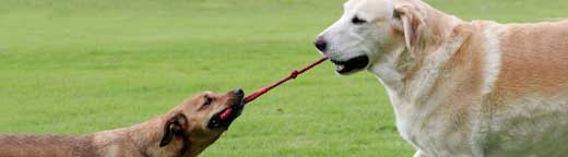 dogs photos